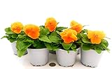 POWERS TO FLOWERS