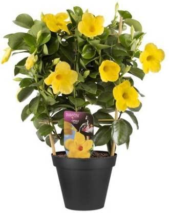Cloud Farm Mandavilla Yellow Hybrid Live Plant CF58 : Amazon.in: Garden