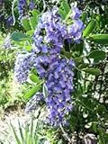 Elwyn 10 Texas Mountain Laurel Tree Seeds