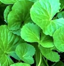 Organic Ayurvedic Brahmi Saraswati Live Plant, Improves Brain Function and Memory, 15-20 cm Height