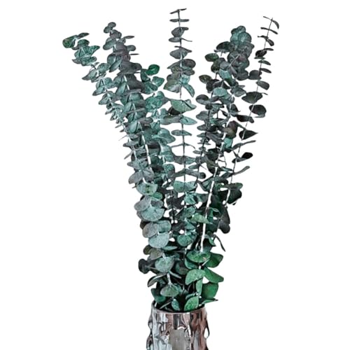 Fiorky Paquete de 10 Unidades de eucalipto seco Natural, Ramas de eucalipto secas conservadas alivian el estrés, Tallos de eucalipto preservados, Planta de Ducha, jarrón Multiusos, Relleno