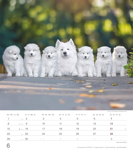 Alpha Edition - Niedliche Hundekinder Kalender 2026 – Wandkalender 30×34 cm mit 12 Welpenmotiven & 4-sprachigem Kalendarium, Tierkalender mit ... Geschenk für Hundefreunde: Dinky Dogs