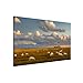 Produktbild Bilderwelten Magnettafel - Nordsee Leuchtturm mit Schafsherde - Memoboard Quer, 40cm x 60cm