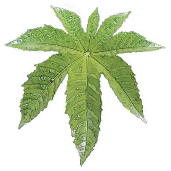 Amazon | クシロ薬局 簡単ヒマシ油クリーム 90g | クシロ薬局 | 乳液