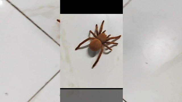 Amazon.com: Tipmant Electric Spider Tarantula Animal Toy Vibration Crawling Pets Cat Dog Puppy Teasing Toys Prank Scary Kids Gifts : Pet Supplies Amazon.com: Tipmant Electric Spider Tarantula Animal Toy Vibration Crawling Pets Cat Dog Puppy Teasing Toys Prank Scary Kids Gifts : Pet Supplies