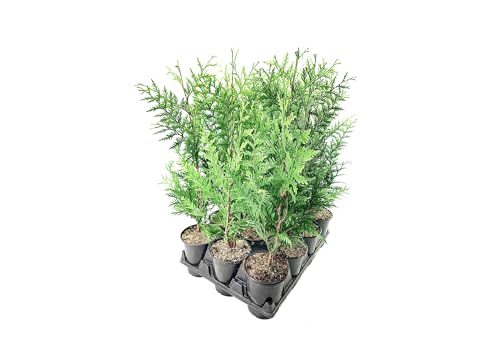 Thuja Plicata Green Giant Arborvitae - 1 Quart Size Plant - Live Evergreen Privacy Tree