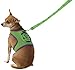 Rubies Marvel Classic Universe The Incredible Hulk Pet Leash & Harness, Large
