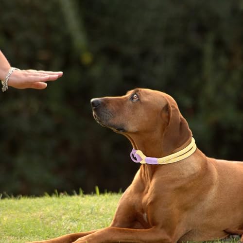Beowanzk Hundehalsband, reflektierendes Hundehalsband, Supreme mit weichem & starkem Nylon, Hundehalsbänder für kleine, mittelgroße Hunde (Lila-Gelb, M)
