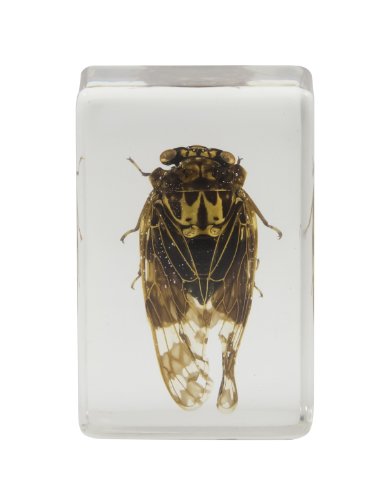 Celestron 44409 3D Bug Specimen Kit #3 (Black, Orange, Brown) #TOP5