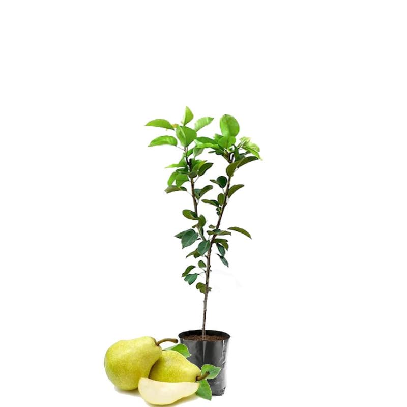 Healthy Vibe Pear Fruit Naspati Live Plant Grafted Outdoor Living Plant Original European Variety Fruit After 1 Year (Babugosha plant) (B0CV5GKHXK) Amazon Price History, Amazon Price Tracker