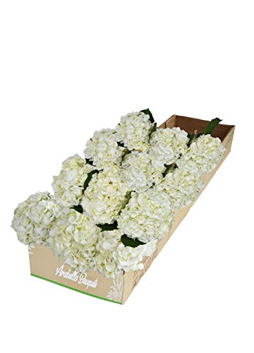 Delivery By Monday, April 17Th, | 12 White Hydrangea 12 Stems Flowers | Arabella Bouquets (Bulk Fresh Cut Easter Flowers) #TOP4