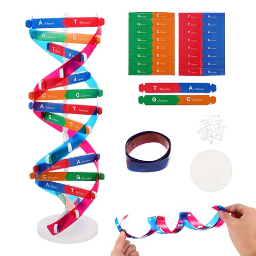 NUOBESTY DNA Model Kit Double Helix Structure Model, 13 in Assembling Biology Teaching Aid with Stand, Color-Coded Base-Pairing A-T G-C, STEM Classroom Science Fair Display for Ages 12+