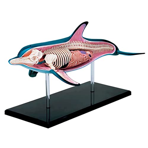 P9IDEDFH Models Animal Organ Model Dolphin Viscera Anatomy Model Assembly Auxiliary Solution Teaching Model Research and Learning Quality Material