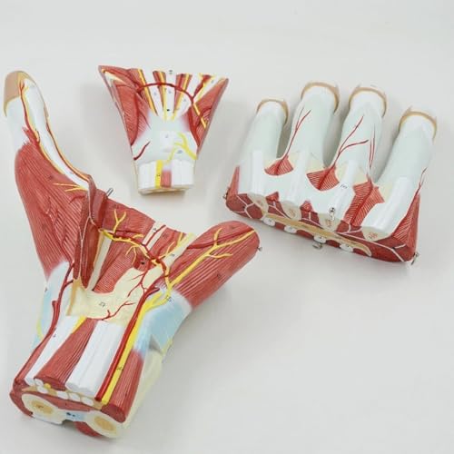 Modèles de muscles de la main AMITD jouets éducatifs anatomie et nerfs