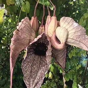 Klayver 2pcs / Duck Flower 2 Ducks/Dried Flowers