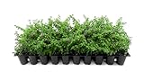 Mexican Heather Purple | 3 Live Plants | Cuphea Hyssopifolia | Drought Tolerant, Evergreen Shrub,...