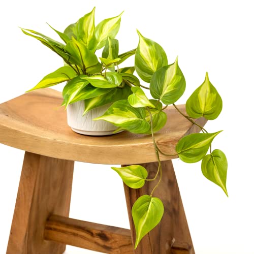 Kurrajong Farmhouse Artificial Pothos | Faux Pothos Plant | Trailing Ivy Pothos Plant With White Ceramic Pot | Light Green Faux Ivy Plant With White Pot|Stunning Fake Plant | Fake Pothos Plant #TOP2