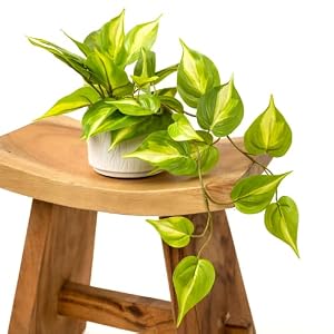 Kurrajong Farmhouse Fake pothos Plant | Fake Plant for Shelf Decor |14" Artificial Trailing Ivy Plant with 5" Wide Ceramic Pot | Light Green Faux Ivy Plant | Feaux Ivy Pothos Plant Kurrajong Farmhouse Fake pothos Plant Fake Plant for Shelf Decor 14 Artificial Trailing Ivy Plant with 5 Wide Ceramic Pot Light Green Faux Ivy Plant Feaux Ivy Pothos Plant