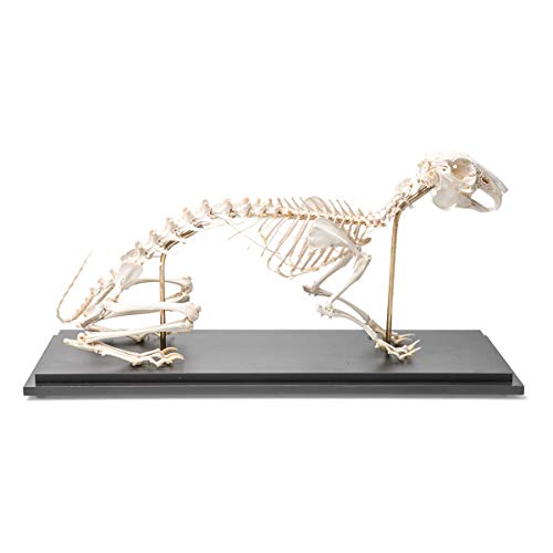 Image of 3B Scientific GmbH T300081 Rabbit Skeleton, Articulated