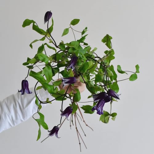 Semillas de Clematis, resistentes para el jardín Clemátide florida, de balcón resistentes trepadoras resistentes de crecimiento rápido 60pcs