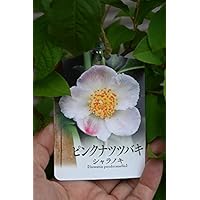 Amazon.co.jp: シャラの木 沙羅ピンク花 夏椿苗 沙羅の木 : DIY・工具