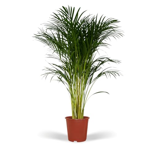 Areca Palme XL (Dypsis Lutescens)