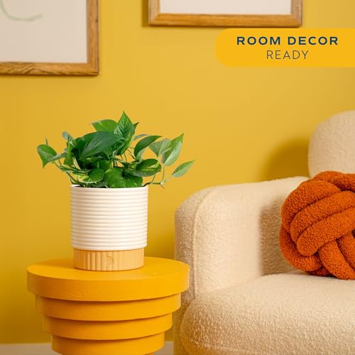 Image of Costa Farms Golden Pothos Live Plant in Decorative Pot, Easy to Maintain, Air Purifying Indoor Houseplant, Home, Room, or Office Decor, Great House Warming or Birthday Gift, 12-14 Inches