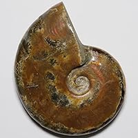 Amazon | [N2 stone Natural] 天然化石 