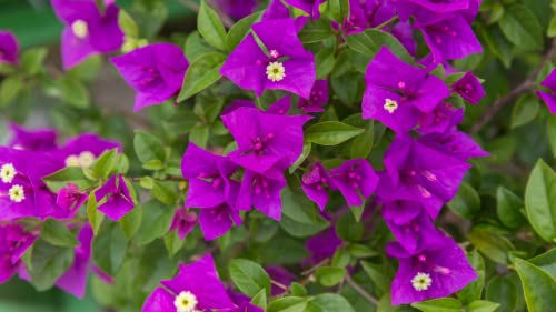 Purple Bougainvillea Plants Blooming Flower 20'' Tall #TOP4