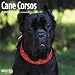 Cane Corsos Wall Calendar 2020