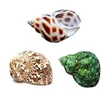 Hermit Crab Shells Turbo Shells Natural Large Hermit Crab Shells 2'-2.5'，Set of 3.