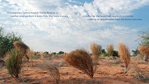 Meerkats 1608185699 Book Cover