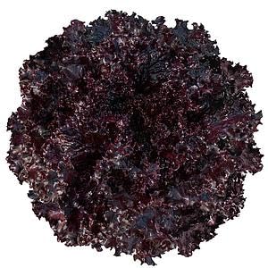 Semente de Alface carmim roxa - 1.000 sementes sakata/isla