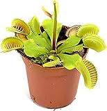 Altura de unos 30m. Venus Atrapamoscas PREMIUM Planta Carnívora Natural