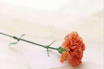 Amazon Co Jp A0 特大 ポスター カーネーションの花がぼやけている 壁紙ウォールステッカーポスター A0 11x841mm Diy 工具 ガーデン