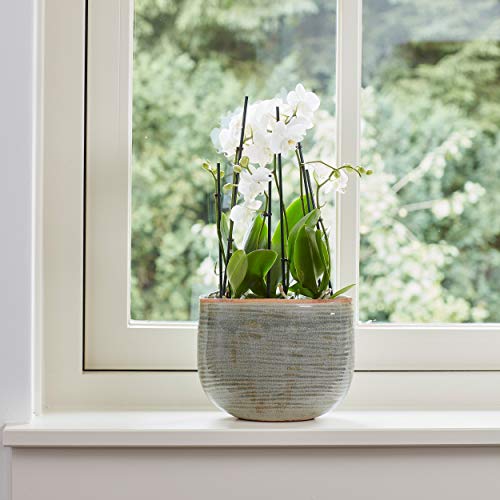 Indoor-Helden Maceta de cerámica iris (18 cm, menta) Cover