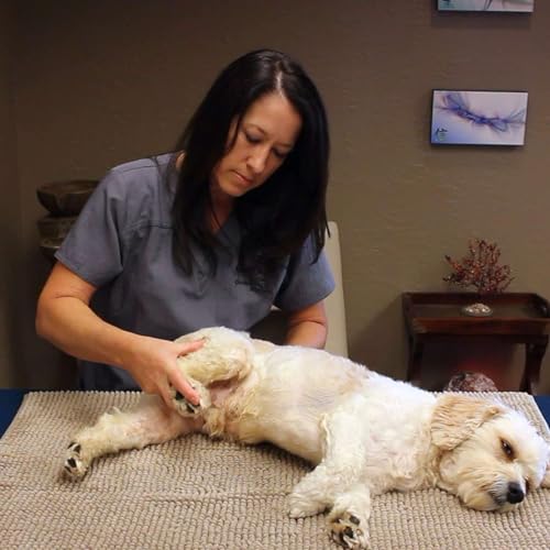 0139: Animal Chiropractic with Dr. Kimberly Hunt Podcast Por  arte de portada