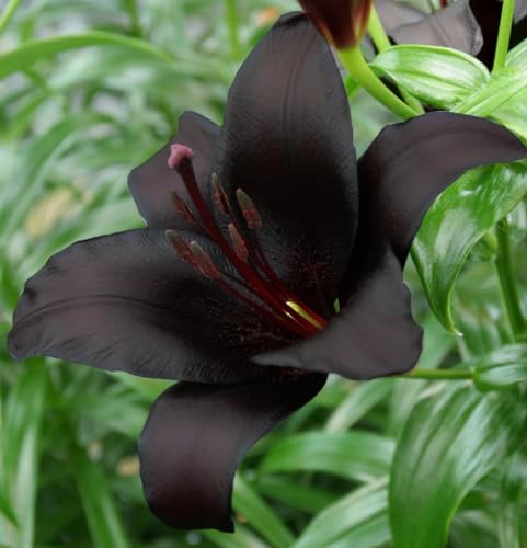 Votaniki Nightrider Asiatic Lily Bulbs - Perennial Lilium TA-Hybrid 'Nightrider' Lily | Black Flower, Versatile Landscaping - Easy to Grow (2 Pack)