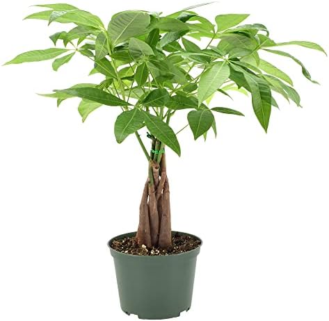 Arcadia Garden Products Money Tree Live Indoor Plant in 6 in. Plastic Grower Pot, Black ***Cannot Ship to Hawaii***