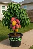 Grafted Haden Mango Tree – Live Tropical Fruit Tree – Classic Premium Variety – USDA Certified