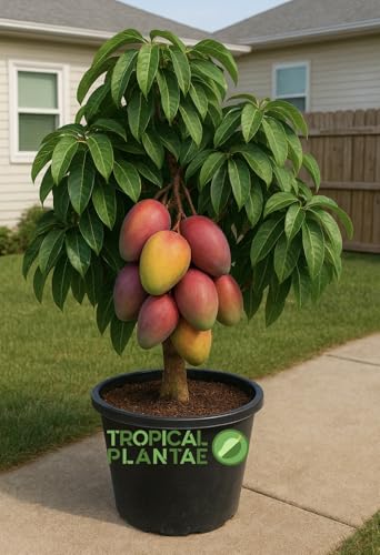 Grafted Haden Mango Tree Live Tropical Fruit Tree Classic Premium Variety USDA Certified