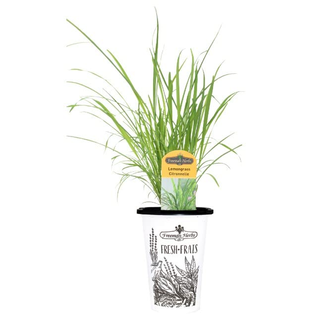 Lemongrass Antimosquitos Natural Planta Aromática con Olor a Limón