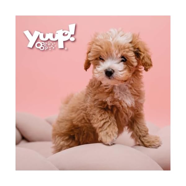 Yuup! Shampoo für Welpen und Hunde mit empfindlicher Haut 250ml – Bild 7