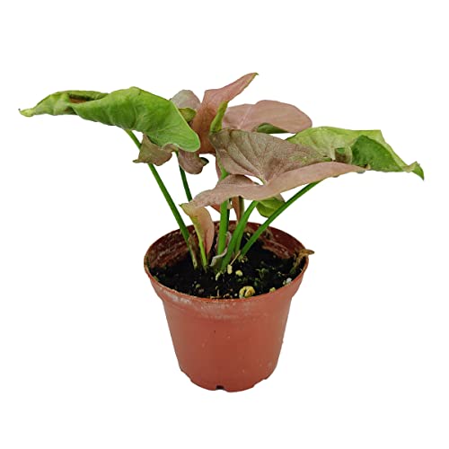 Syngonium Neon Robusta - Pink Arrowhead Plant (2" Grower Pot) - Colorful Houseplants - Live, Easy To Care, Fast-Growing, Outdoor Air Purifier, Medium Light Requirement, Gift Or Home Décor #TOP5