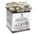 Price comparison product image Merryhill Mushrooms - Fresh White Mushroom Growing Kit | Gardening Gifts for Women, Men & Kids | Grow Your Own | Easy & Delicious to Eat (One White Mushroom Grow Kit)