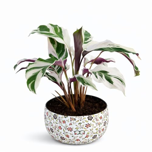 Image of Amulya Farms Indoor Plants for Home | Calathea White Fusion Live Plant with Premium Floral Print Metal pot | Air Purifying and Ornamental Plants for home, Living Room and Office Decoration