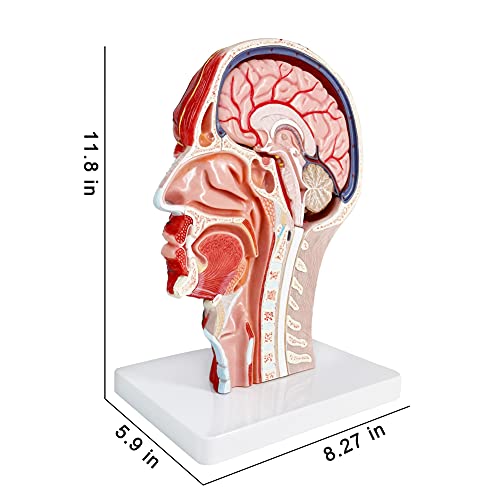 Image of Human Half Head Superficial Neurovascular Musculature Model with Removable Brain, Shows Cranial Cavity Nerve, Life Size Anatomical Head Model Skull Brain for Medical Teaching Learning, Education