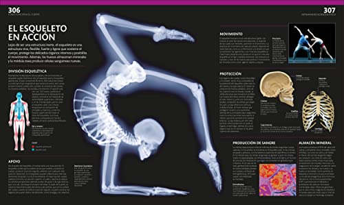 El Gran Libro del Cuerpo Humano (the Complete Human Body): La guia visual definitiva/ The Definitive