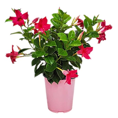 Tropical Plants of Florida Pink Dipladenia Live Plant - 1 Gallon 14 Inch Tall Tropical Flowering...