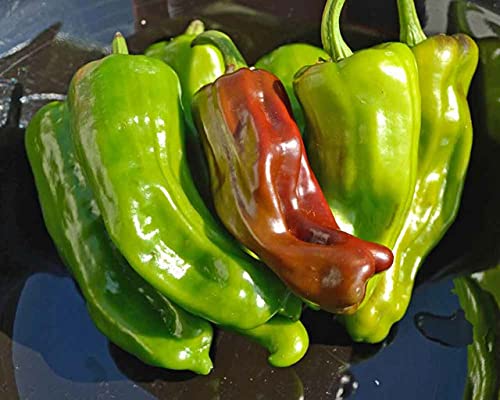 Sweet Pepper Seed 'Lombardo Pepperoncini' (Capsicum Annuum) 250Mg Seeds For Planting, Friggitello, Heirloom, Open Pollinated, Non-Gmo, Farm & Vegetable Gardening Seeds, Italian Pickling Pepper #TOP1